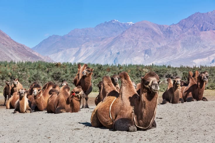 Ladakh Ultimate Adventure – Leh, Nubra, Turtuk & Pangong