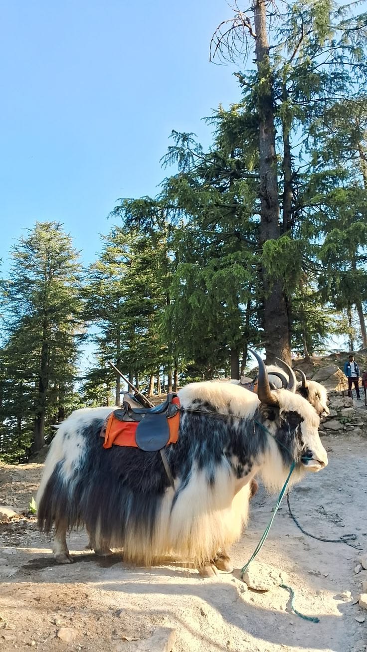 Himachal Delight – Shimla & Manali Escape